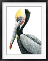 Framed Watercolor Pelican II