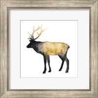 Framed 'Elk Aglow I' border=