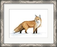Framed Snow Fox I