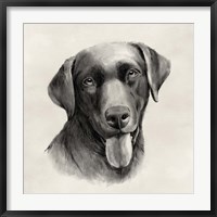 Framed Charcoal Labrador I