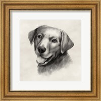 Framed Charcoal Labrador II