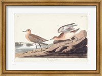 Framed Pl. 265 Buff-breasted Sandpiper