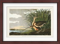 Framed Pl. 231 Long-billed Curlew