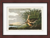 Framed Pl. 231 Long-billed Curlew