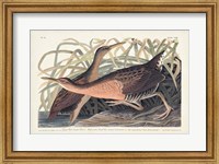 Framed Pl. 203 Great Red-breasted Rail