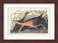 Framed Pl. 203 Great Red-breasted Rail