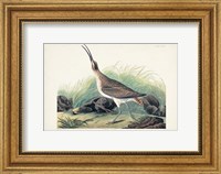 Framed Pl. 237 Hudsonian Curlew