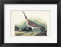 Framed Pl. 237 Hudsonian Curlew