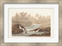 Framed Pl. 320 Little Sandpiper