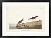 Framed Pl. 405 Semipalmated Sandpiper