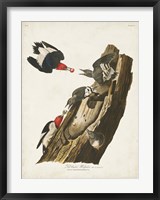 Framed Pl. 27 Red-headed Woodpecker