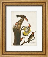 Framed Pl. 37 Gold-winged Woodpecker