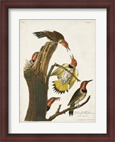 Framed Pl. 37 Gold-winged Woodpecker