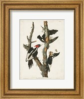 Framed Pl. 66 Ivory-billed Woodpecker
