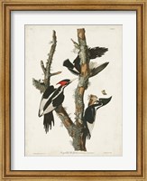 Framed Pl. 66 Ivory-billed Woodpecker