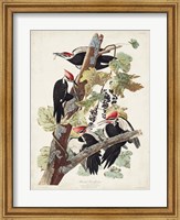 Framed Pl. 111 Pileated Woodpecker