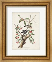 Framed Pl. 112 Downy Woodpecker
