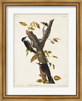 Framed Pl. 132 Three-toed Woodpecker