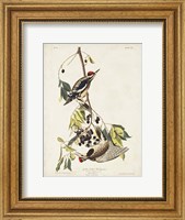 Framed Pl. 190 Yellow-bellied Woodpecker