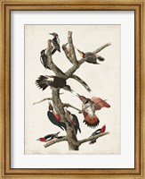 Framed Pl. 416 Hairy Woodpecker