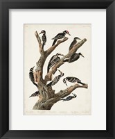 Framed Pl. 417 Marias Woodpecker