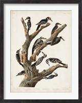 Framed Pl. 417 Marias Woodpecker