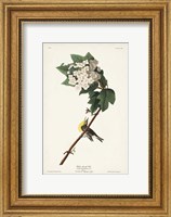 Framed Pl. 119 Yellow-throated Vireo
