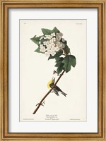 Framed Pl. 119 Yellow-throated Vireo