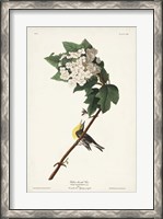 Framed Pl. 119 Yellow-throated Vireo