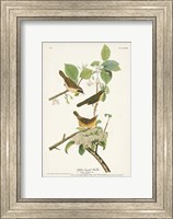 Framed Pl. 23 Yellow-breasted Warbler