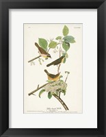 Framed Pl. 23 Yellow-breasted Warbler