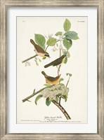 Framed Pl. 23 Yellow-breasted Warbler