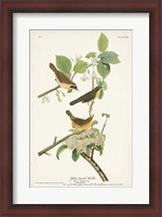 Framed Pl. 23 Yellow-breasted Warbler