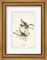 Framed Pl. 25 Song Sparrow