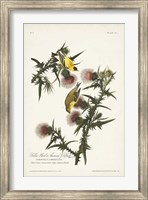 Framed Pl. 33 American Gold Finch
