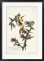 Framed Pl. 33 American Gold Finch