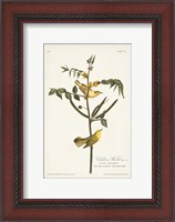 Framed Pl. 35 Children's Warbler