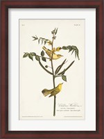 Framed Pl. 35 Children's Warbler