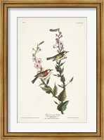 Framed Pl. 59 Chestnut-sided Warbler