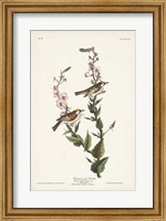 Framed Pl. 59 Chestnut-sided Warbler