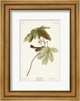 Framed Pl. 64 Swamp Sparrow