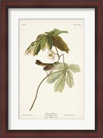 Framed Pl. 64 Swamp Sparrow