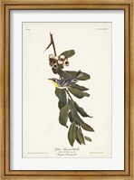 Framed Pl. 85 Yellow-throated Warbler