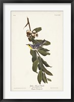 Framed Pl. 85 Yellow-throated Warbler