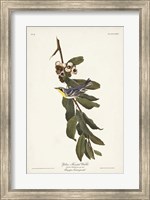 Framed Pl. 85 Yellow-throated Warbler