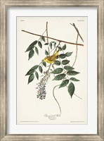 Framed Pl. 95 Blue-eyed Yellow Warbler