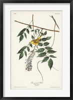 Framed Pl. 95 Blue-eyed Yellow Warbler