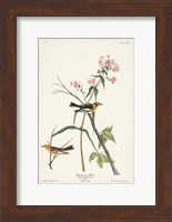 Framed Pl. 135 Blackburnian Warbler