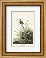 Framed Pl. 149 Sharp-tailed Finch
