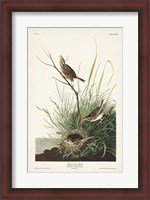 Framed Pl. 149 Sharp-tailed Finch